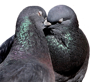 Image result for pigeons having sex
