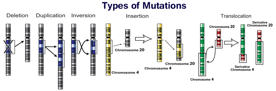 dna mutation types