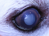 Cataract Dog