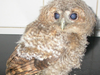Cataract Owl