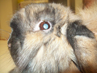 Cataract Rabbit