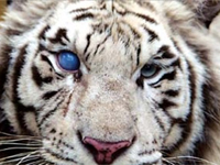 Cataract Tiger