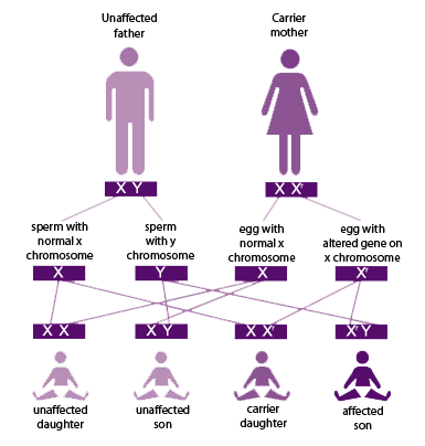 Albinism Sex Linked Or Autosomal 34