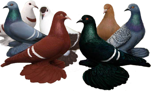 Roller Pigeon Color Chart