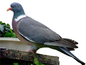 Columba palumbus