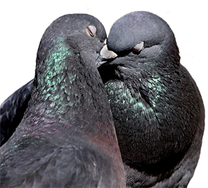 How Do Pigeons Have Sex