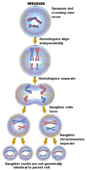 Mumtaztic Pigeon Loft - Pigeon Genetics